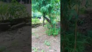 zoo park | KBR zoo park #viral #shortvideo #zooparkhyderabad  #hyderabad