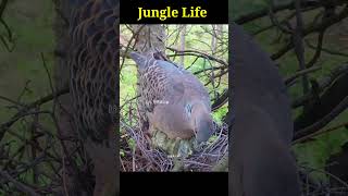 dove #junglelife #animallover #chiks #1millionviews #lovejunglelife #ytshorts