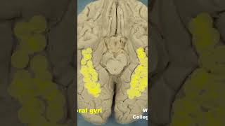 Temporal and occipitotemporal areas human cerebral cortex #neuroanatomy #cerebral cortex #forebrain