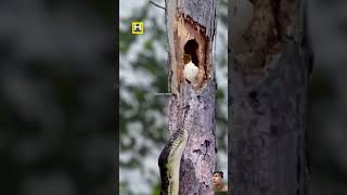 #nature #snake #bigpython #birds #wildlife #pythonsofig #phython #a #youtubeshorts #pythonsnake