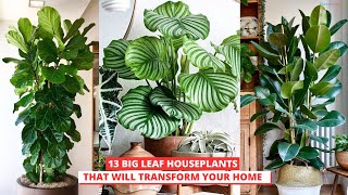 13 Big Leaf Houseplants That Will Transform Your Home!