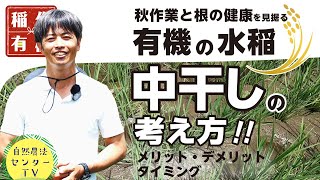 中干し、メリットもデメリットもアリ!!　先の効果も見据えて『有機の米づくり』の中干し　【稲作有機 by 自然農法センター】