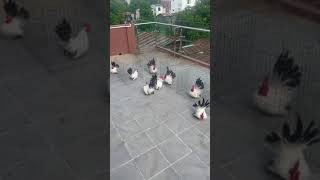 Black Tail White Bantam