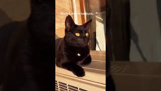 #animals#PetLife#natgeos#relatable#explorepage#animalvideoshorts