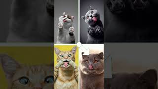 Kucing Style #kucinglucu #shorts #catstyle