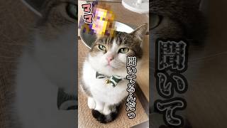 ママいつ声変わりしたの⁉️🙀😳　#ねこ動画 #ねこ部 #猫のいる暮らし #保護猫 #猫好きさんと繋がりたい #ねこ #cat #shorts