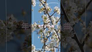 昭和歌謡曲ヒットメドレー#1