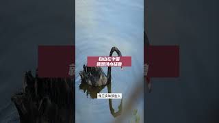 自由在中国就是洪水猛兽