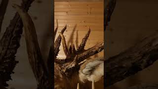 Halloween  morning  208in Non Typical #shorts #shortsvideo #shortsfeed #views