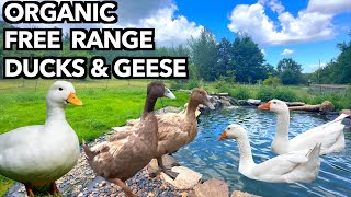Why Every Orchard Needs Ducks & Geese