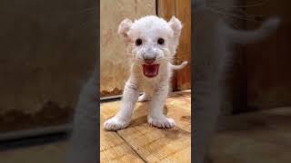 🦁🦁🦁OMG!!! so fierce lion cub😂😂😂  #lioncub #lion #kitten #foryou #cute #kitty #adorable
