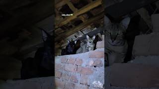 🇮🇳 #cat #catvoice #meow #desicat #cutecat #indiancat #billi #catlife #catlovers #catlove #catvideo