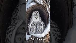 "Cute Owl Family Moment"✨#WhiteOwl#OwlFamily#Snowfall#WinterWonderland#CuteOwls#SnowyOwl#BirdLove