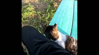 野良猫さん、その甘え方は反則です #Shorts