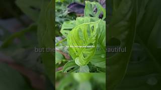 Home Depot Plant Shopping 🌿 Part 2 #jaclynnsjungle #plantshopping #homedepot
