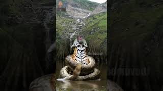 Wild Life Python And Tiger Cats