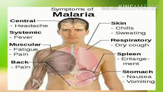 Malaria Fever cause and symptoms