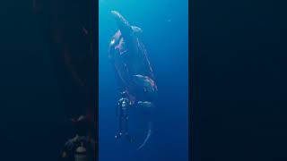 Deep Ocean monsters creature #viral #monster #nature #shark