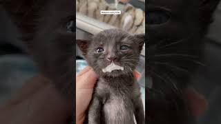 #catrescue I don’t think he likes it? #kitten #kitty #TikTokGGT #fyp #fypシ #fory