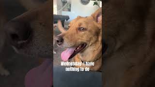 Nothing to do #pets #puppy #cutedog #cute