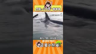 虎鯨有多喜歡人類 #虎鯨 #神奇動物在 #動物