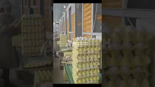 Upgrade Your Farm with Automated Chicken Raising Equipment - RETECH Farming #chickencage