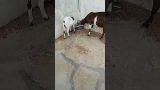 #beautiful #kidfun #ytshorts #baby #viral #goat #happybakraeid #babyanimal #animals #goat #subscribe