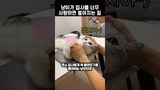 냥이가 집사를 너무 사랑하면 벌어지는 일