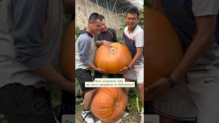 Ever wonder why we carve pumpkins at hallowen? #pumpkin