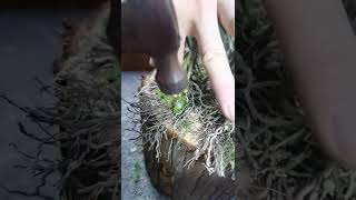How amazing to grow orchids propagate plant fast and easy #2291