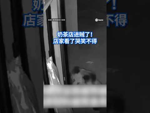 西藏奶茶店“进贼” 一查竟是三头熊来偷吃