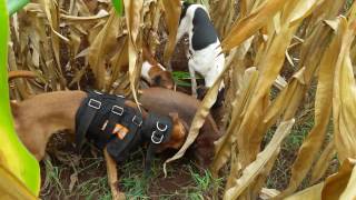 Caçada de Javali, 1 javaporco morto com cães e  faca.