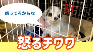 【閲覧注意】怒るチワワ怒オモチャの取り合いで子犬の癖にめちゃくちゃ怒ってる犬【チワワ】【ポメラニアン】【多頭飼い】