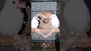 java #lovely #pair #beautiful #java #birds #parrot #birdslover #cutebirds #cutebaby #birds #javalove