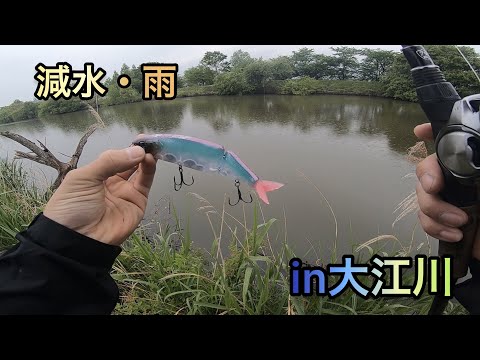 【雨の大江川】シャローエリアにヨコヨコしたら・・・