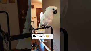 These Parrots Are Pure Comedy Magic! 🦜✨