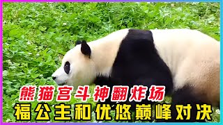 250621001福宝搞笑女熊，笑劈叉❗熊猫宫斗神番炸场，福公主VS煤球优悠上演巅峰对决！偷窥/摔跤/打滚/暴击塑料桶，徐奶爸被迫围观憨憨挖煤实录，谁才是2号馆真正王者？