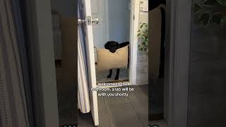 Welcome to the bathroom. A lab will be with you shortly. 🤣 #labrador #blacklab #dogs #cutedogs