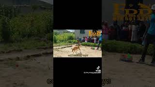 Best dog display group App/call 078 561 3327