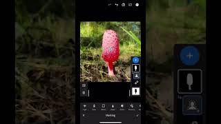 Editing a photo in Lightroom Mobile App - making a mushroom standout