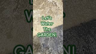 Time to water the garden🌱 #gardening #garden #gardencare #plants