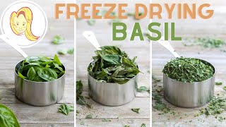 How I Freeze Dry Basil at Home! (Harvest Right Freeze Dryer) | Chef Ani