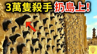 他們將3萬隻【毒蛇殺手】扔到島上，結果10年後返回時震驚了...