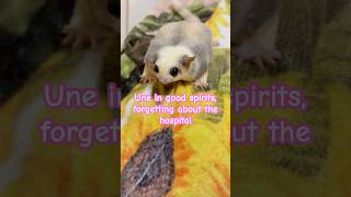 Une in good spirits, forgetting about the hospital. #sugarglider #フクロモモンガ #cute #animals #cute #une
