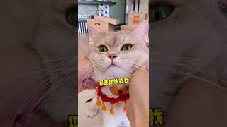 當閨蜜買了堆5元寵物盲盒，這開出來的壹堆都是些什麽啊#lucky #cat #萌寵 #cute #funny #shorts