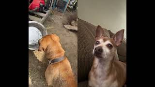 #dog #rescuedog #doglover #puppy #funny #aslandog #narrowayhomestead #smalldog #farmdog #lol #love