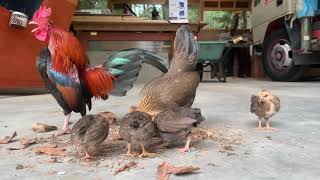 Old English Game Bantam