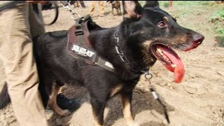 Standing Rock Special: Unlicensed #DAPL Guards Attacked Water Protectors with Dogs & Pepper Spray