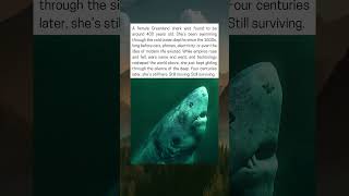 400-Year-Old Shark Still Roams The Deep