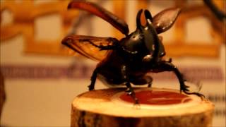 WORLDS STRONGEST ANIMALS - Chalcosoma, Eupatorus, Xylotrupes. Short video. RHINOBEETLEUK
